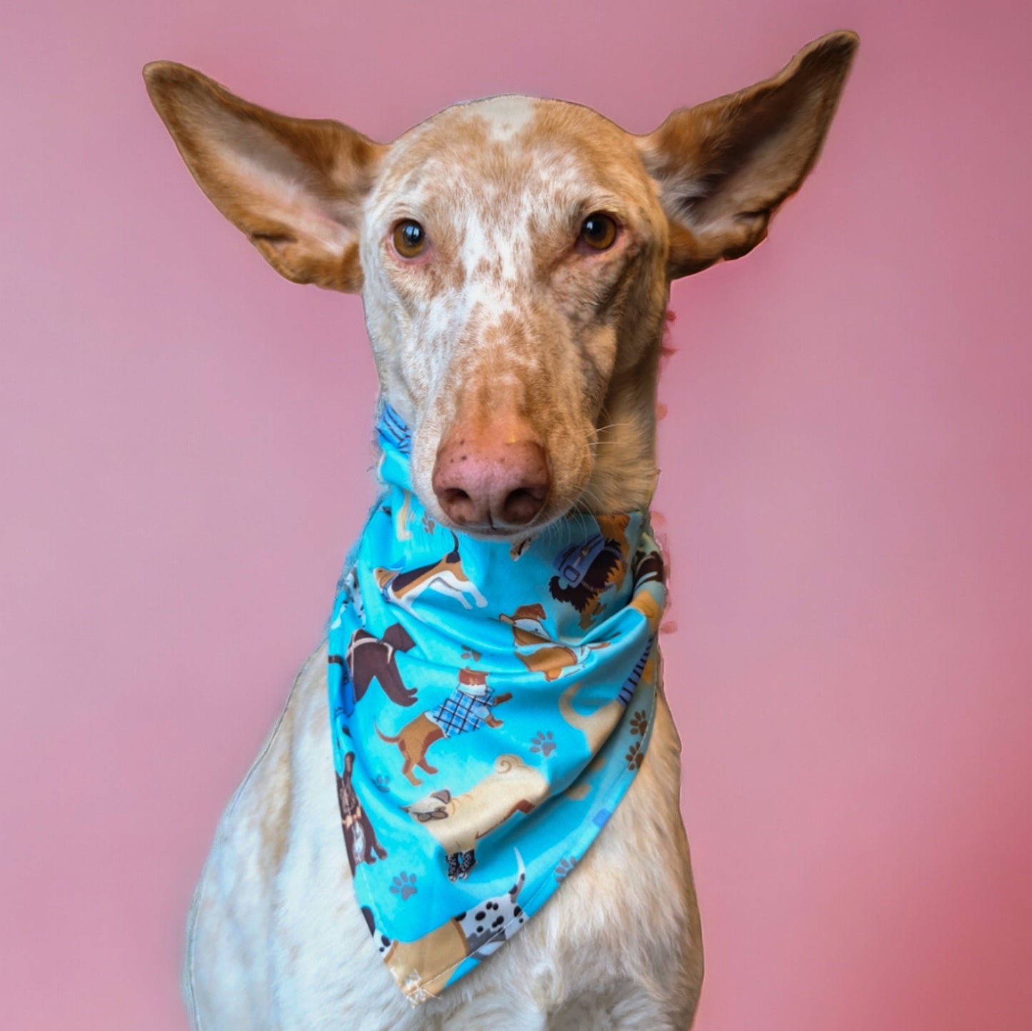 Dog Bandanas