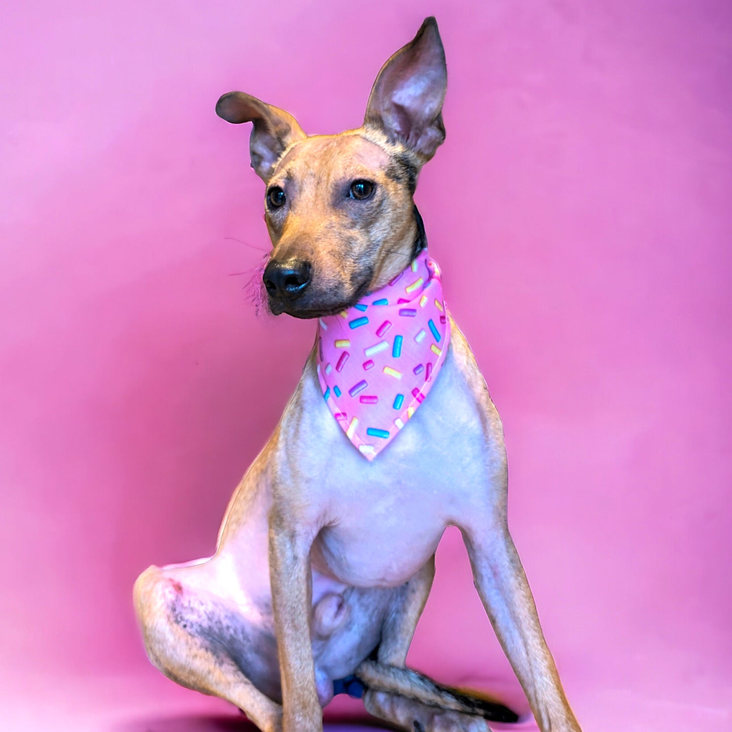 Sweet Treats Bandanas