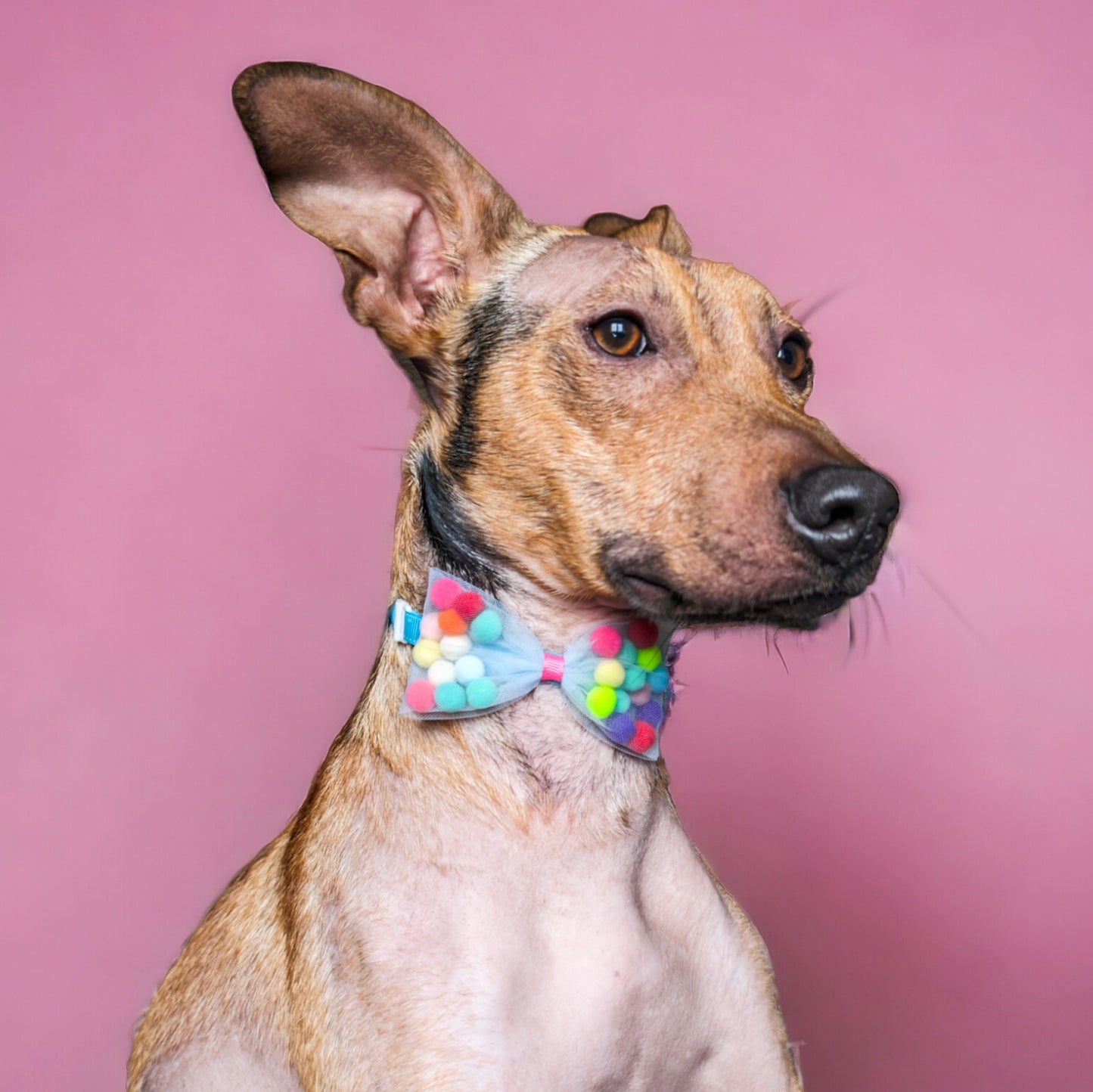 Pom Pom Bow Ties (with collar)