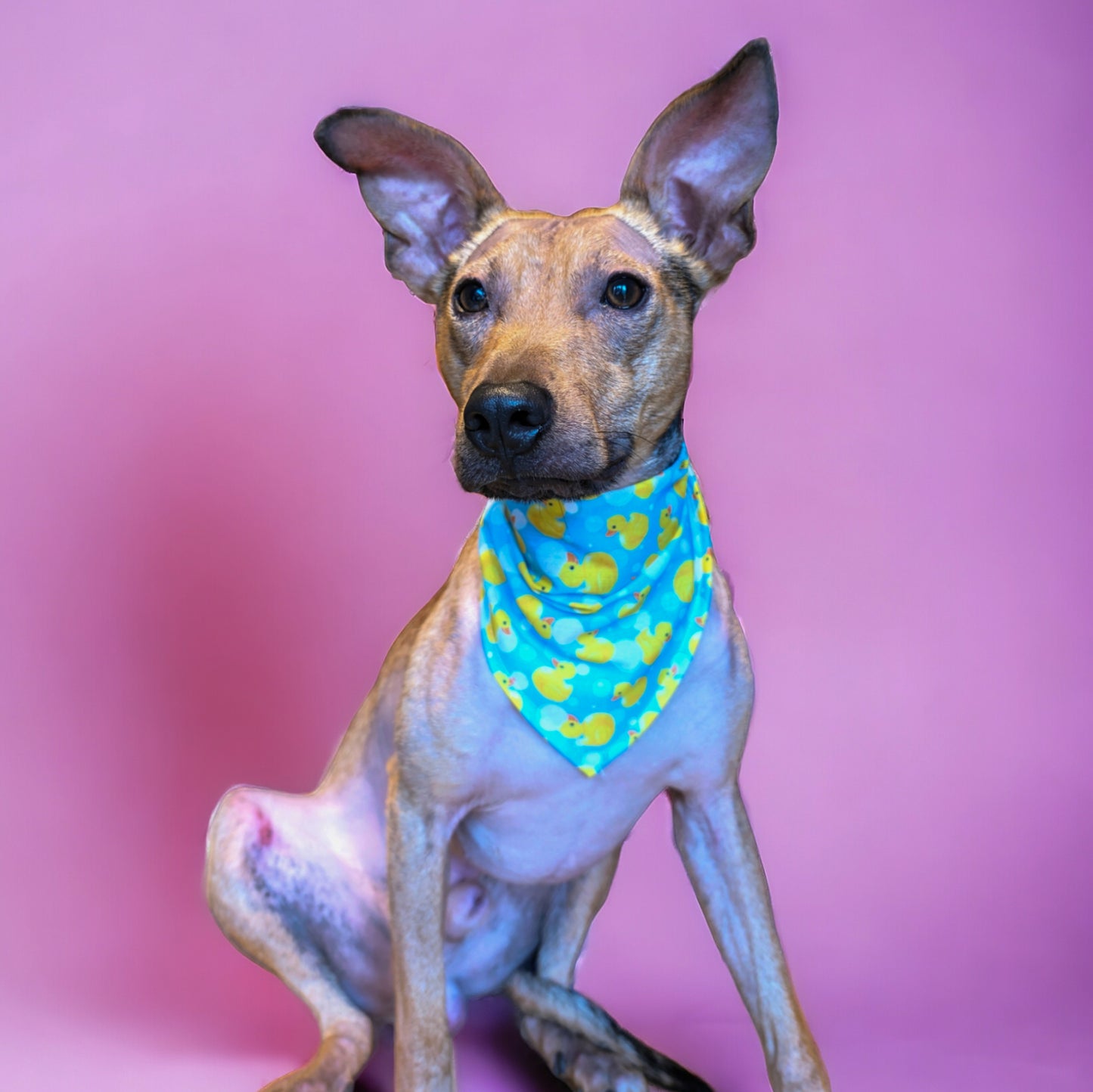 Ducks & Birds Bandanas